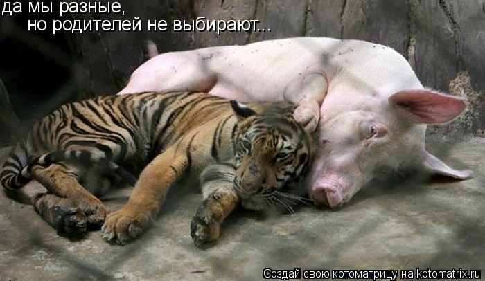 Котоматрица: да мы разные, но родителей не выбирают...