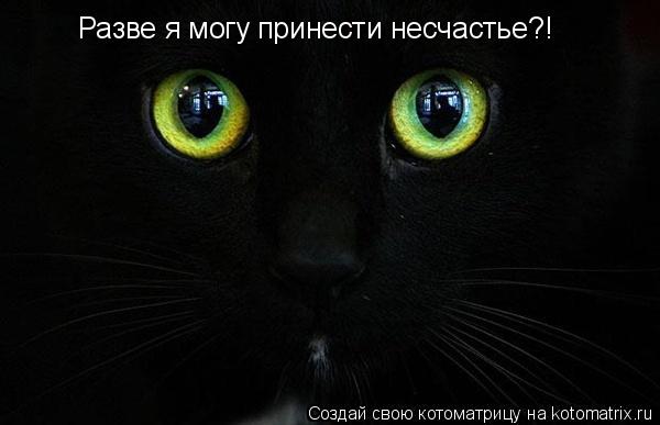 Котоматрица: Разве я могу принести несчастье?!