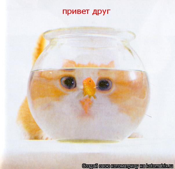 Котоматрица: привет друг