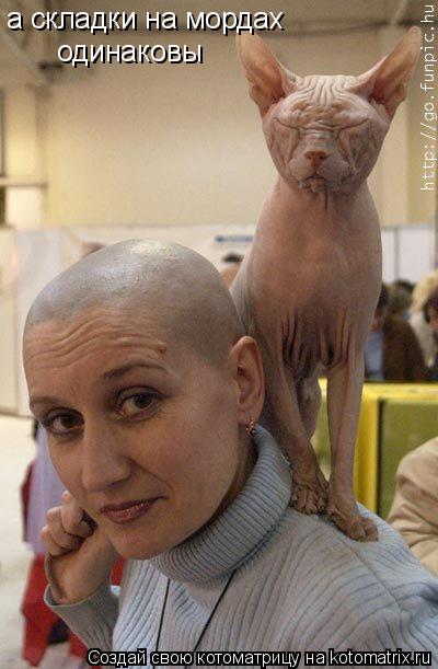 Котоматрица: а складки на мордах  одинаковы