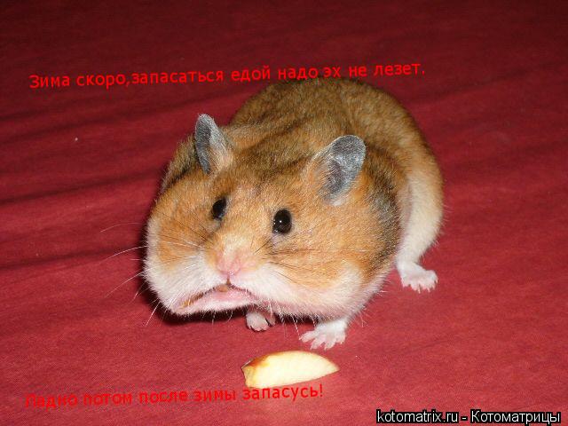 Котоматрица: Зима скоро,запасаться едой надо эх не лезет. Ладно потом после зимы запасусь!