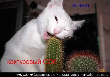 Котоматрица: я пью   кактусовый СОК