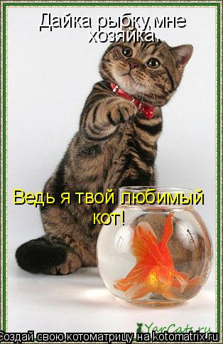 Котоматрица: Дайка рыбку,мне хозяйка Ведь я твой любимый кот! ,