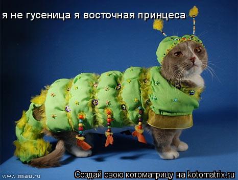 Котоматрица: я не гусеница я восточная принцеса