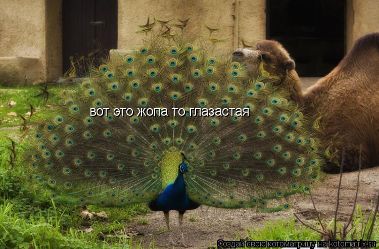 Котоматрица: вот это жопа то глазастая