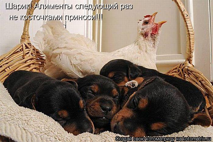 Котоматрица: Шарик! Алименты следующий раз  Шарик! Алименты следующий раз  не косточками приноси!!!