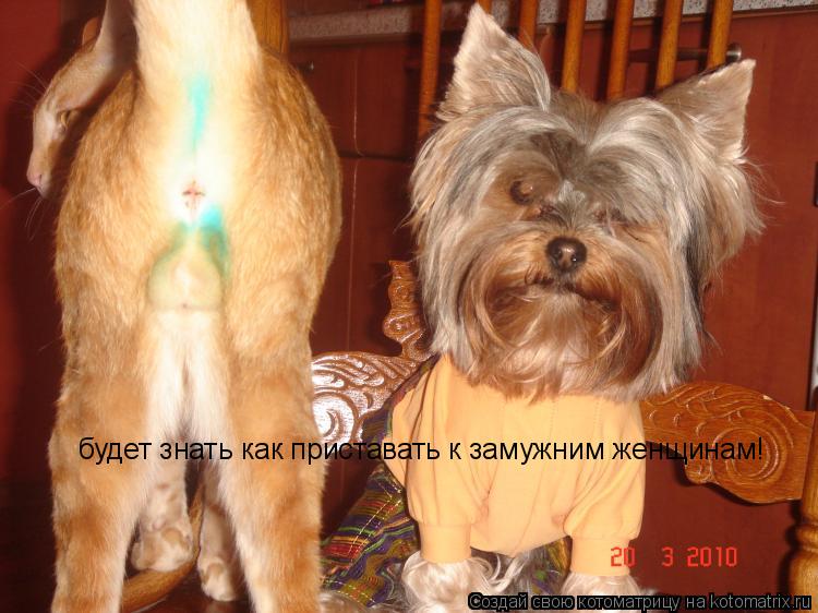 Котоматрица: будет знать как приставать к замужним женщинам!