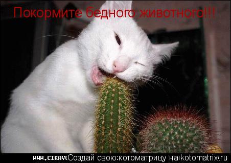 Котоматрица: Покормите бедного животного!!!
