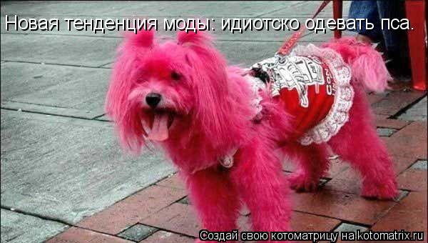 Котоматрица: Новая тенденция моды: идиотско одевать пса.