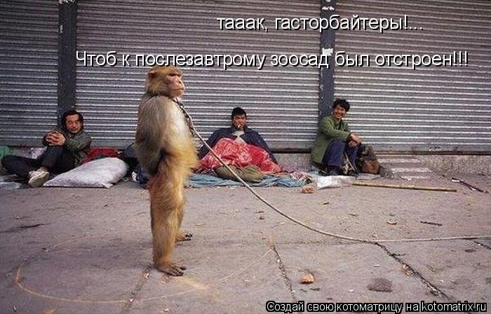 Котоматрица: тааак, гасторбайтеры!...  Чтоб к послезавтрому зоосад был отстроен!!!