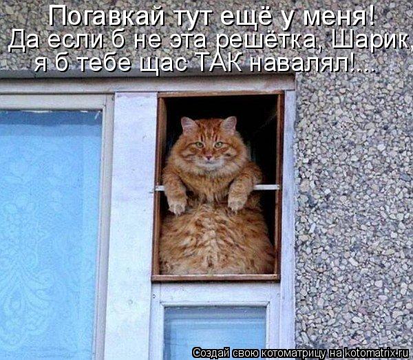 Котоматрица: Погавкай тут ещё у меня! Да если б не эта решётка, Шарик, я б тебе щас ТАК навалял!...