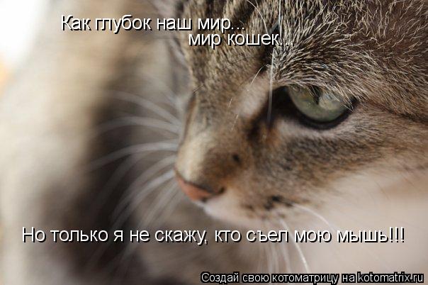 Котоматрица: Как глубок наш мир... мир кошек... Как глубок наш мир... Но только я не скажу, кто съел мою мышь!!!