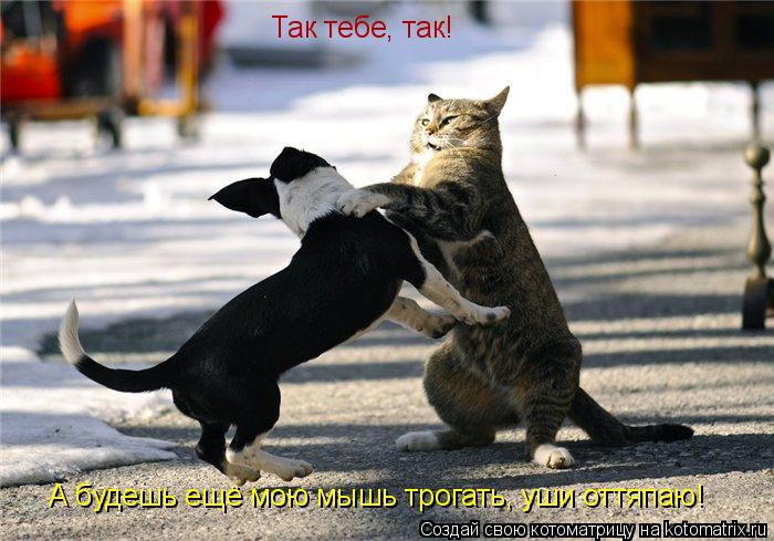Так тебе, так! А будешь ещё мою мышь трогать, уши оттяпаю!... Котоматрица: Так тебе, так! А будешь ещё мою мышь трогать, уши оттяпаю!