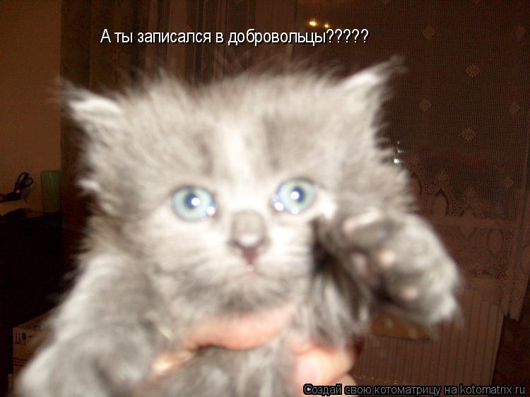 Котоматрица: А ты записался в добровольцы?????