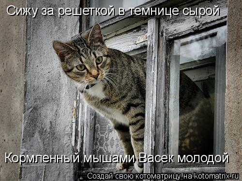 Котоматрица: Сижу за решеткой в темнице сырой Кормленный мышами Васек молодой