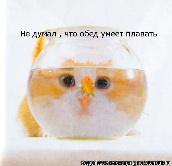 Котоматрица: Не думал , что обед умеет плавать