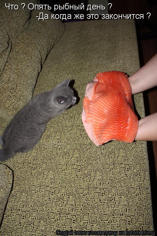 Котоматрица: Что ? Опять рыбный день ?  -Да когда же это закончится ?