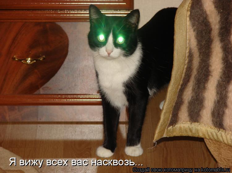 Котоматрица: Я вижу всех вас насквозь...