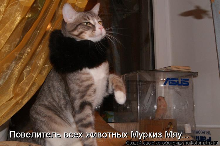 Котоматрица: Повелитель всех животных Муркиз Мяу...