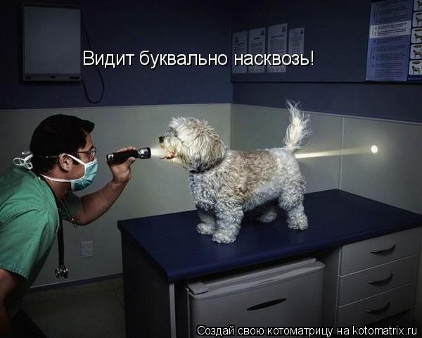 Видит буквально насквозь!... Котоматрица: Видит буквально насквозь!