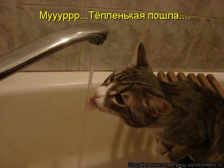 Муууррр...Тёпленькая пошла....... Котоматрица: Муууррр...Тёпленькая пошла....