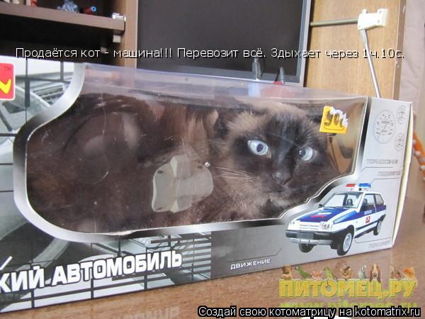 Продаётся кот - машина!!! Перевозит всё. Здыхает через 1ч.10с.... Котоматрица: Продаётся кот - машина!!! Перевозит всё. Здыхает через 1ч.10с.
