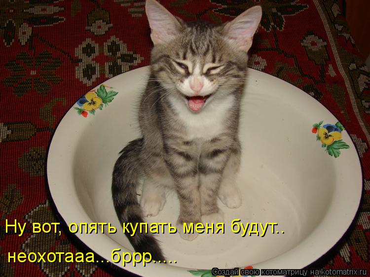 Ну вот, опять купать меня будут.. неохотааа...бррр........ Котоматрица: Ну вот, опять купать меня будут.. неохотааа...бррр.....