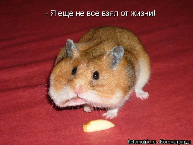- Я еще не все взял от жизни!... Котоматрица: - Я еще не все взял от жизни!