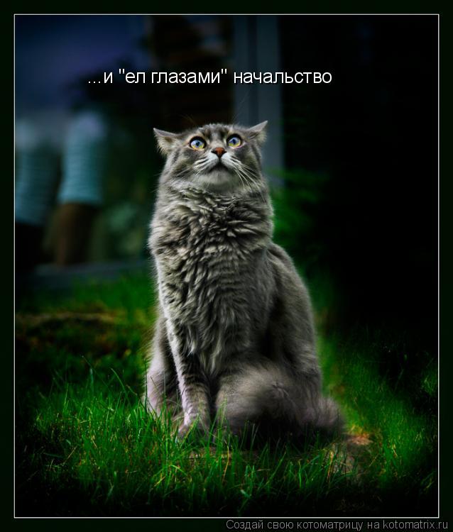...и "ел глазами" начальство... Котоматрица: ...и "ел глазами" начальство
