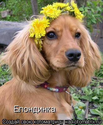 Блондинка... Котоматрица: Блондинка