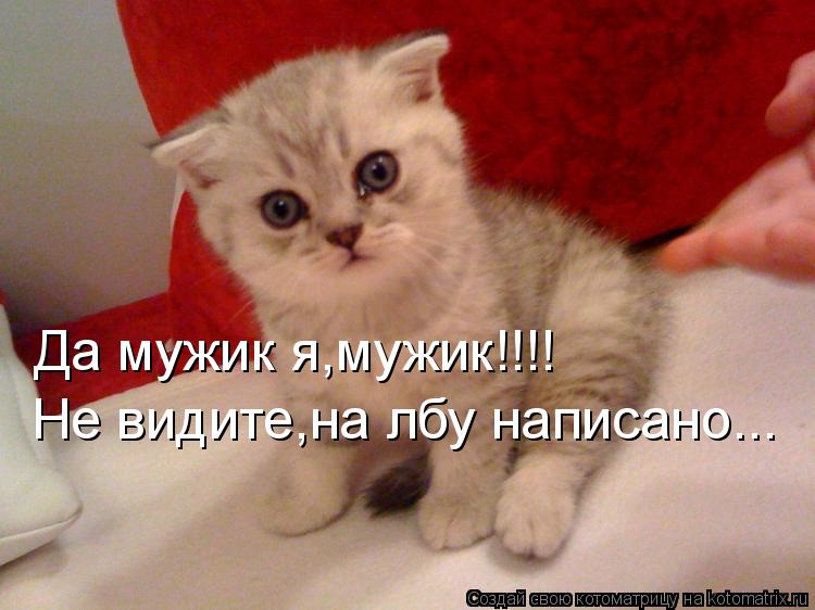 Да мужик я,мужик!!!! Не видите,на лбу написано...... Котоматрица: Да мужик я,мужик!!!! Не видите,на лбу написано...