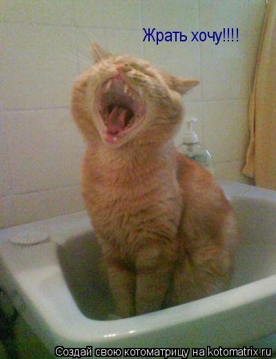 Жрать хочу!!!!... Котоматрица: Жрать хочу!!!!