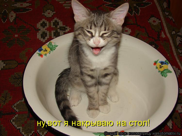 ну,вот я накрываю на стол!... Котоматрица: ну,вот я накрываю на стол!