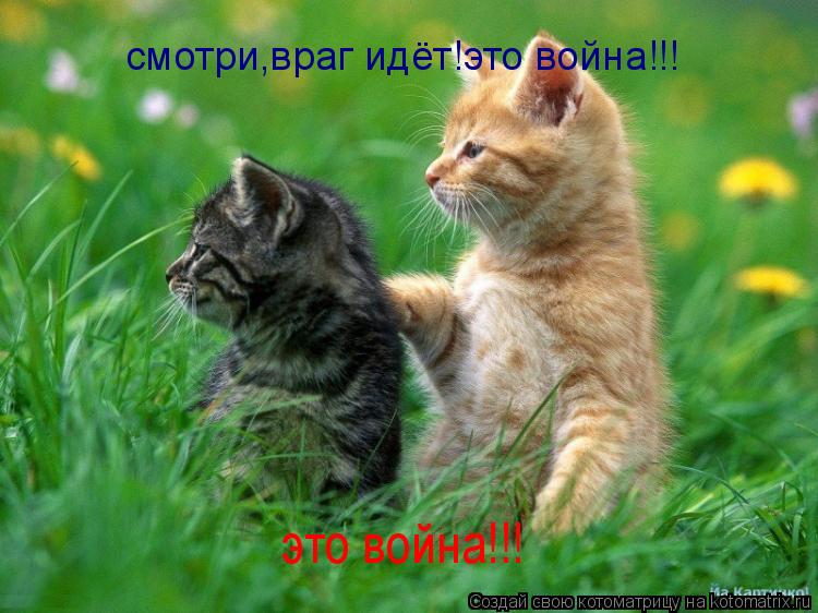 смотри,враг идёт!это война!!! это война!!!... Котоматрица: смотри,враг идёт!это война!!! это война!!!