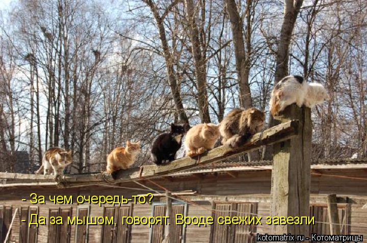 - Да за мышом, говорят. Вроде свежих завезли - За чем очередь-то?... Котоматрица: - Да за мышом, говорят. Вроде свежих завезли - За чем очередь-то?
