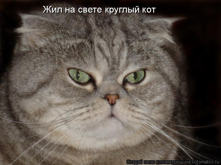 Жил на свете круглый кот... Котоматрица: Жил на свете круглый кот