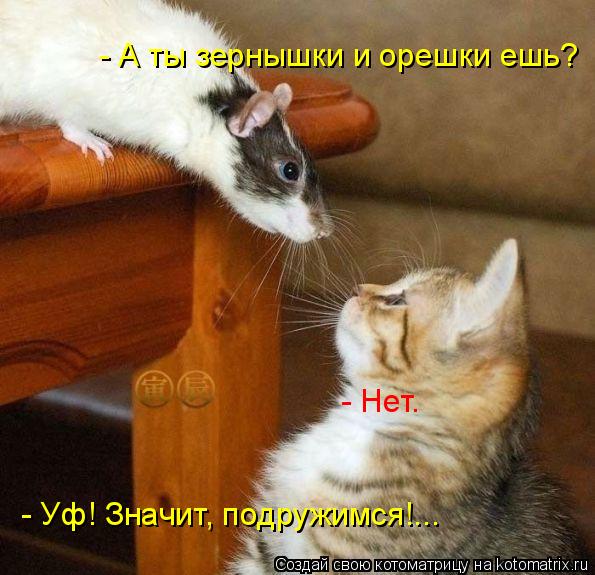Котоматрица: - А ты зернышки и орешки ешь? - Нет. - Уф! Значит, подружимся!...