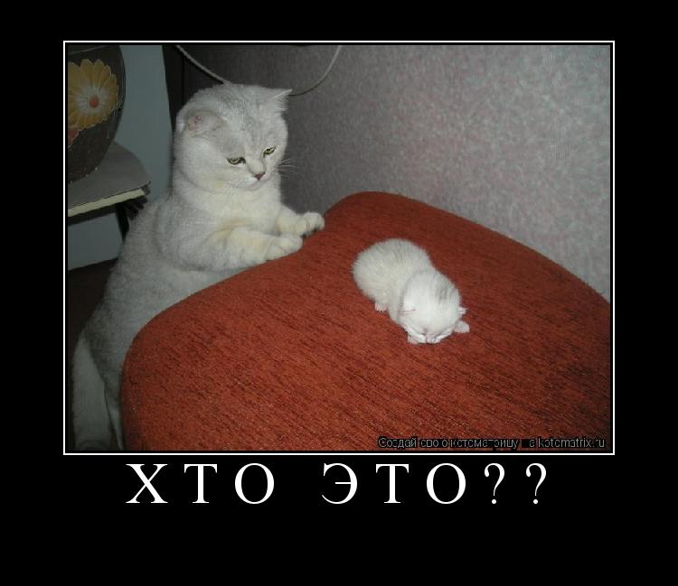 Котоматрица: Хто это?? 