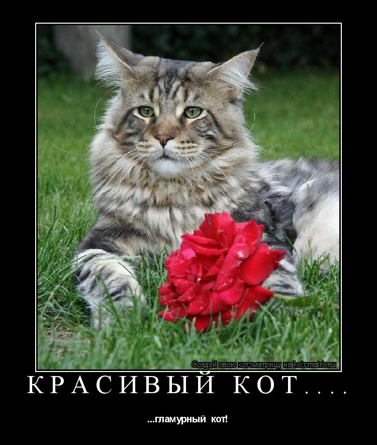 Котоматрица: красивый кот.... ...гламурный  кот!