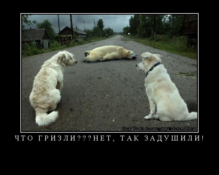 Котоматрица: Что Гризли???Нет, так задушили! 