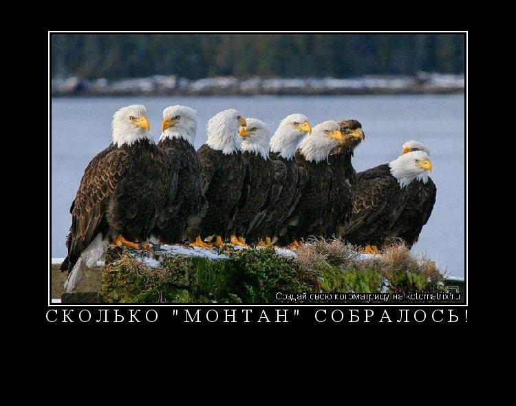 Котоматрица: Сколько "МОНТАН" собралось! 
