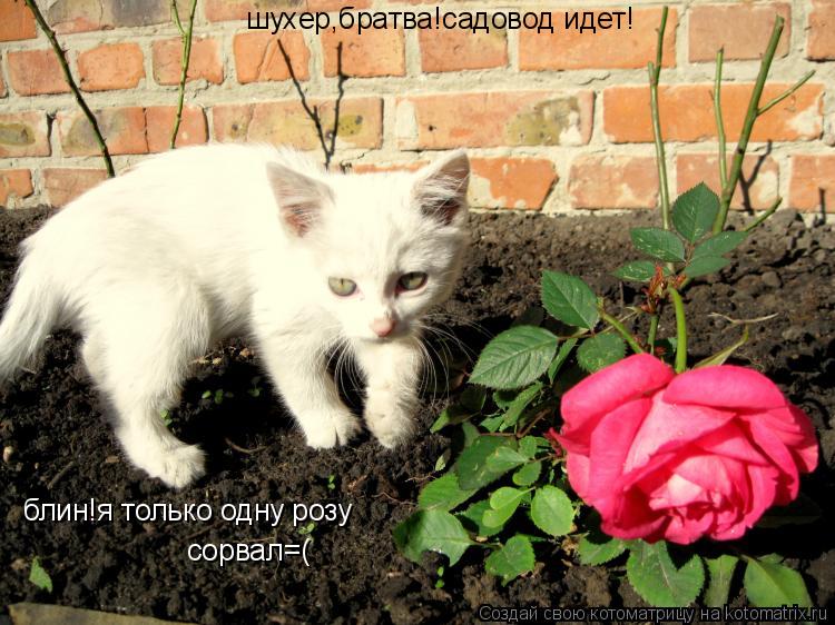 Котоматрица: шухер,братва!садовод идет! блин!я только одну розу  сорвал=(