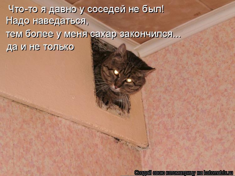 Котоматрица: Что-то я давно у соседей не был! Надо наведаться,  тем более у меня сахар закончился... да и не только