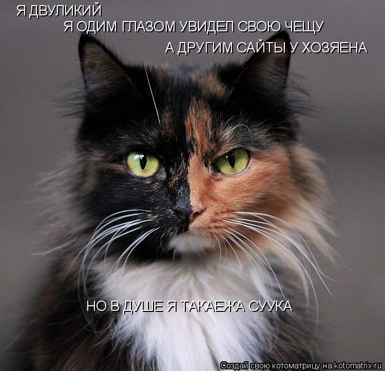 Котоматрица: Я ДВУЛИКИЙ Я ОДИМ ГЛАЗОМ УВИДЕЛ СВОЮ ЧЕЩУ А ДРУГИМ САЙТЫ У ХОЗЯЕНА НО В ДУШЕ Я ТАКАЕЖА СУУКА