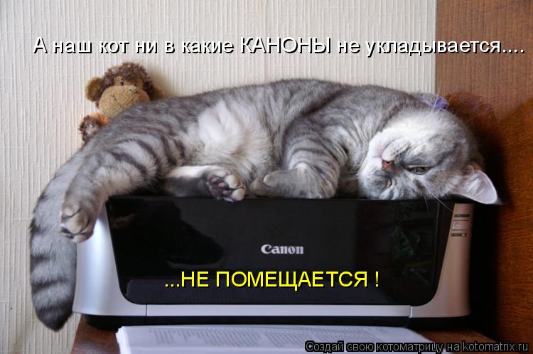 Котоматрица: А наш кот ни в какие КАНОНЫ не укладывается.... ...НЕ ПОМЕЩАЕТСЯ !