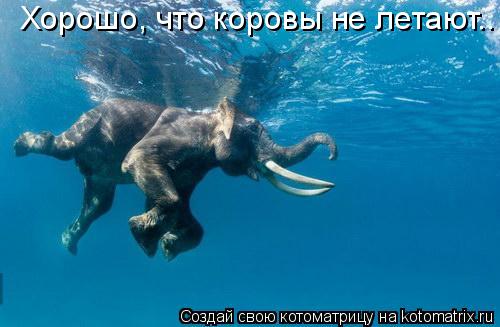 Котоматрица: Хорошо, что коровы не летают..
