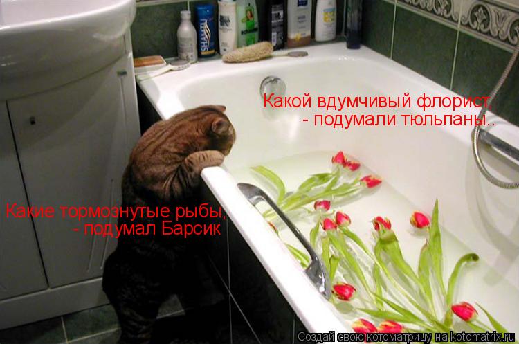 Котоматрица: Какой вдумчивый флорист,  - подумали тюльпаны.. Какие тормознутые рыбы,  - подумал Барсик