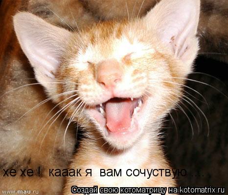 Котоматрица: хе хе !  кааак я  вам сочуствую ....