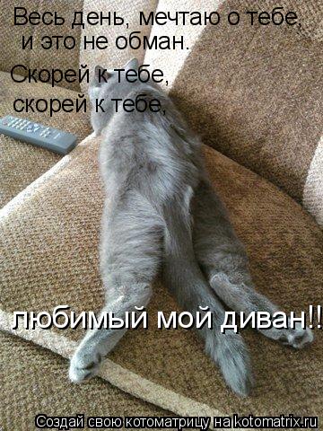 Котоматрица: Весь день, мечтаю о тебе,   и это не обман… Скорей к тебе, скорей к тебе, любимый мой диван!!!
