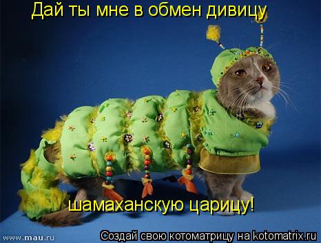 Котоматрица: Дай ты мне в обмен дивицу шамаханскую царицу!